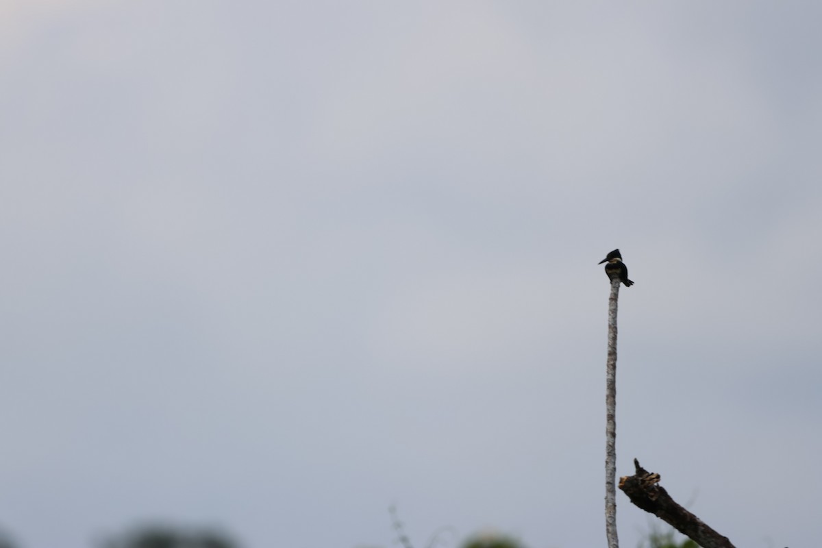 Green Kingfisher - ML560840401