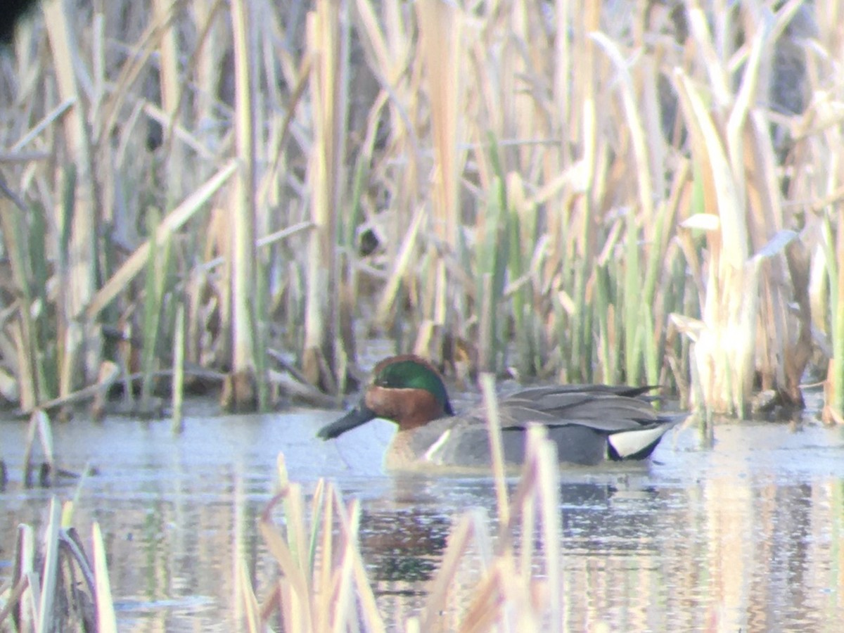 Green-winged Teal - ML560840781