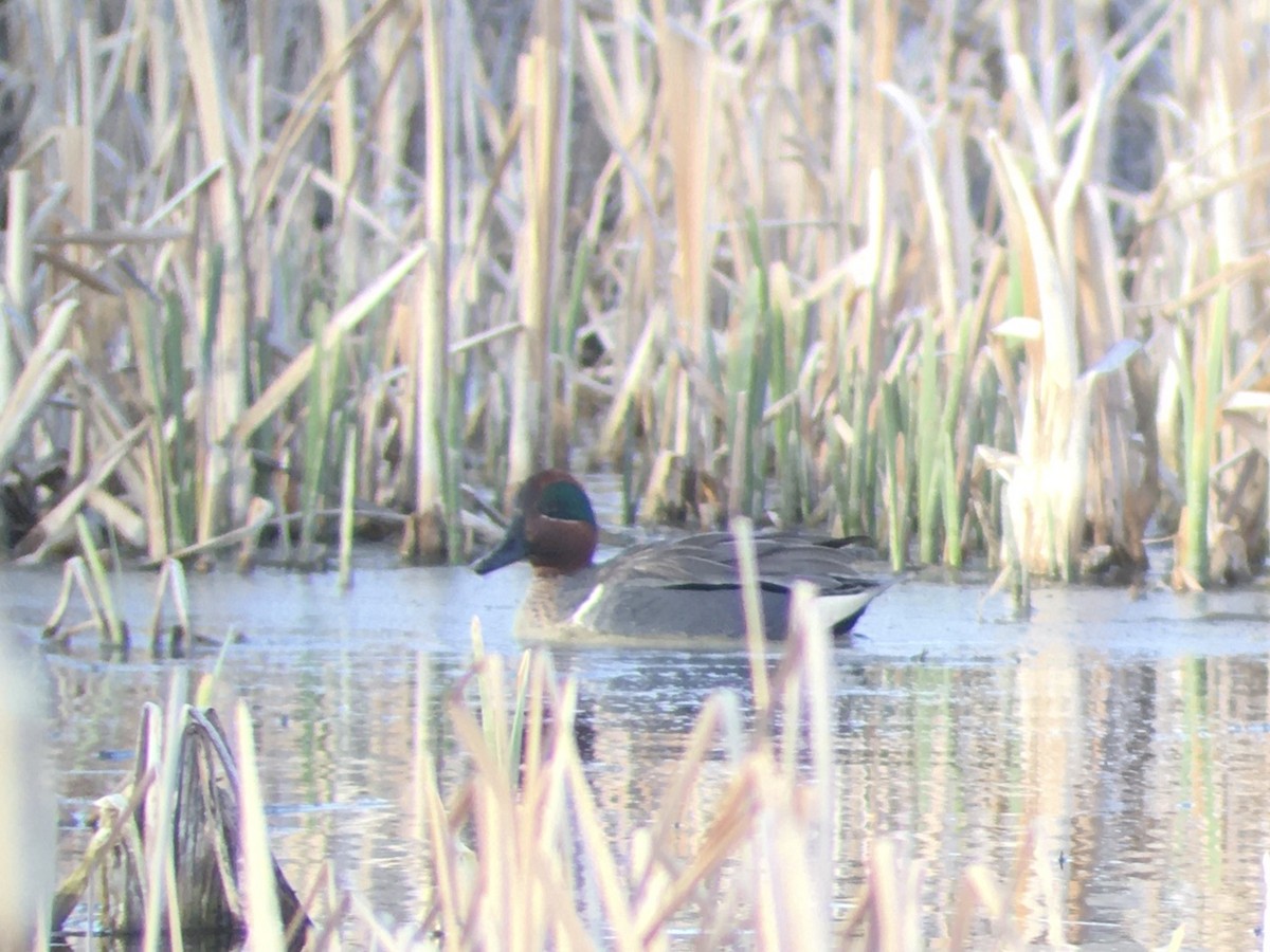 Green-winged Teal - ML560840791