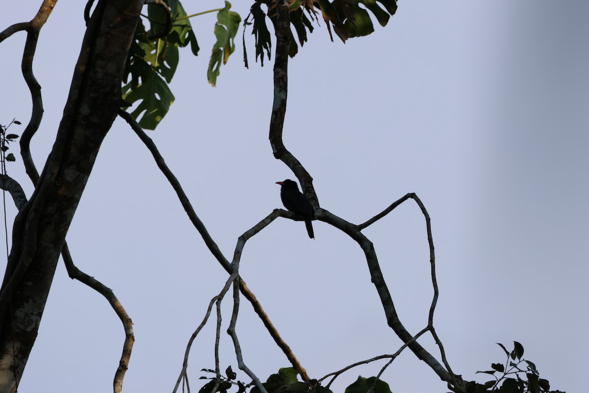 Black-fronted Nunbird - ML560841291