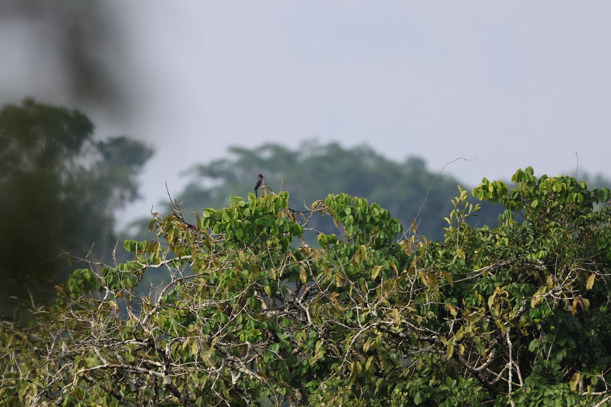 Weißstirn-Faulvogel - ML560841391