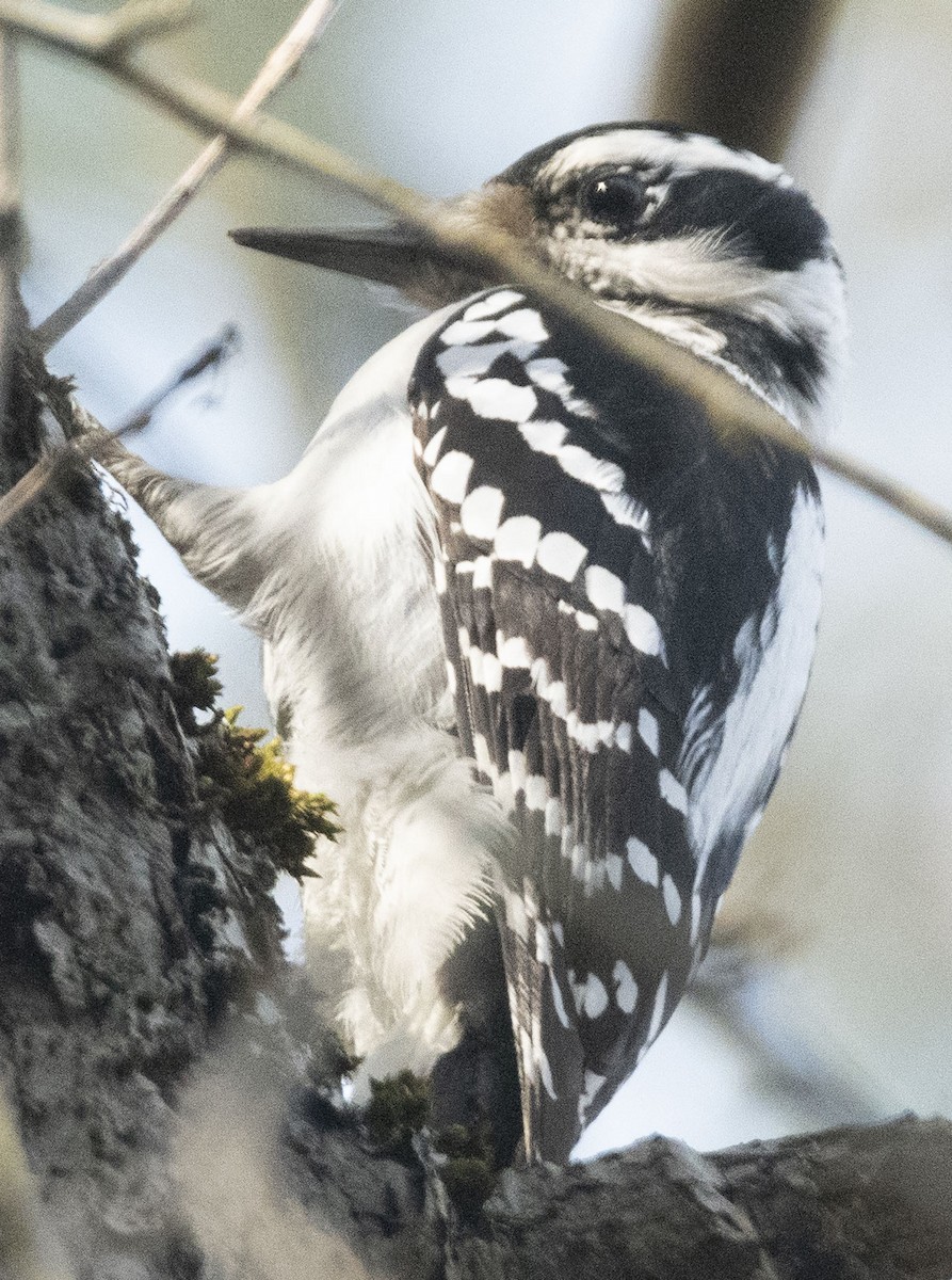 Hairy Woodpecker - ML560842321