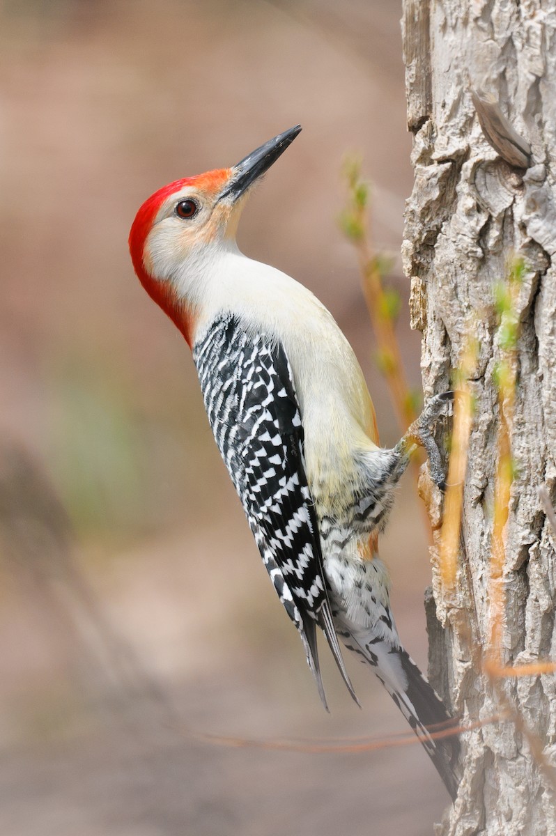 Red-bellied Woodpecker - ML560842401
