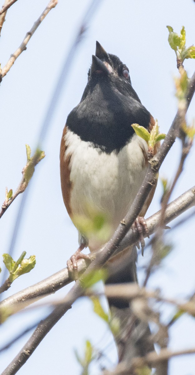 Eastern Towhee - ML560842421