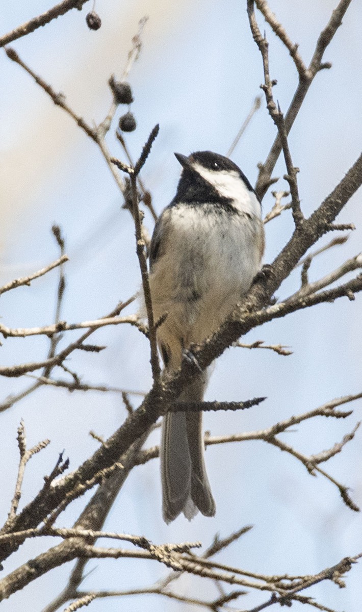 Black-capped Chickadee - Mary Bente