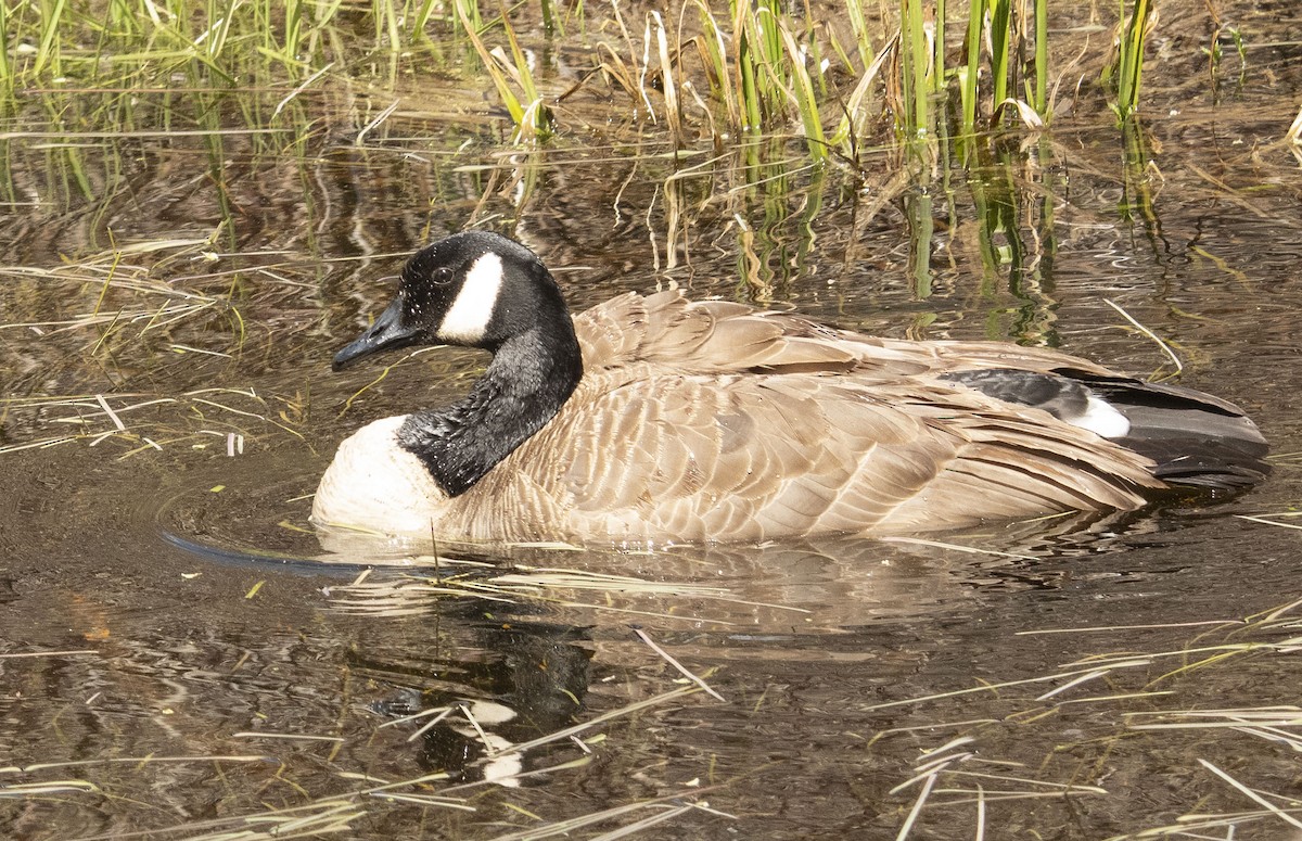 Canada Goose - Mary Bente