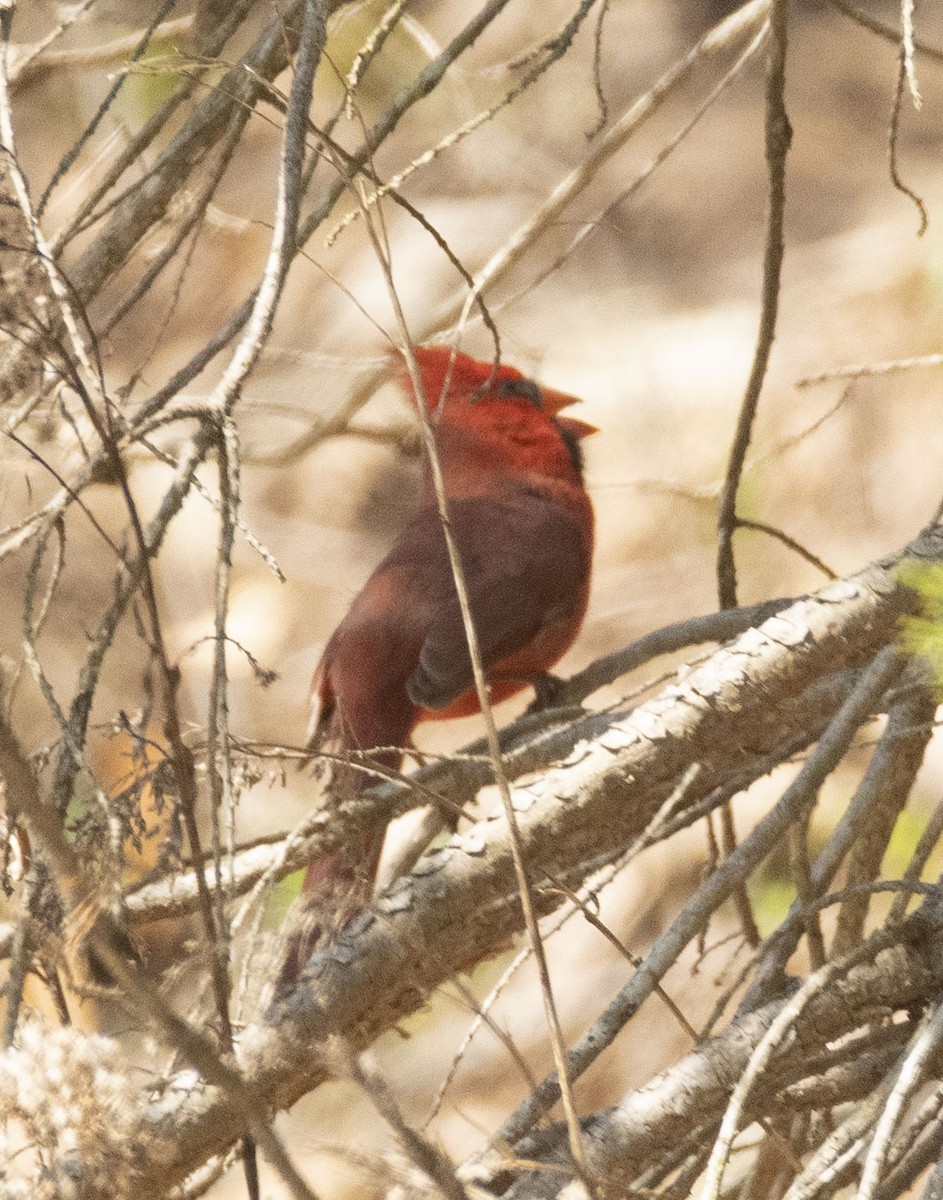 Northern Cardinal - Mary Bente