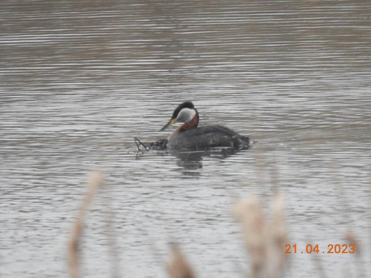 Red-necked Grebe - ML560844241