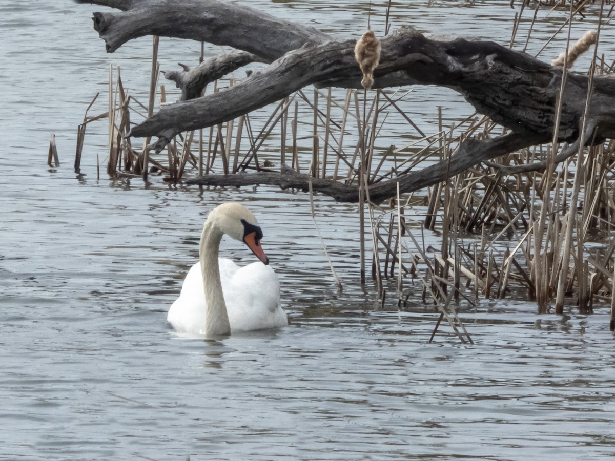 Cygne tuberculé - ML560844261