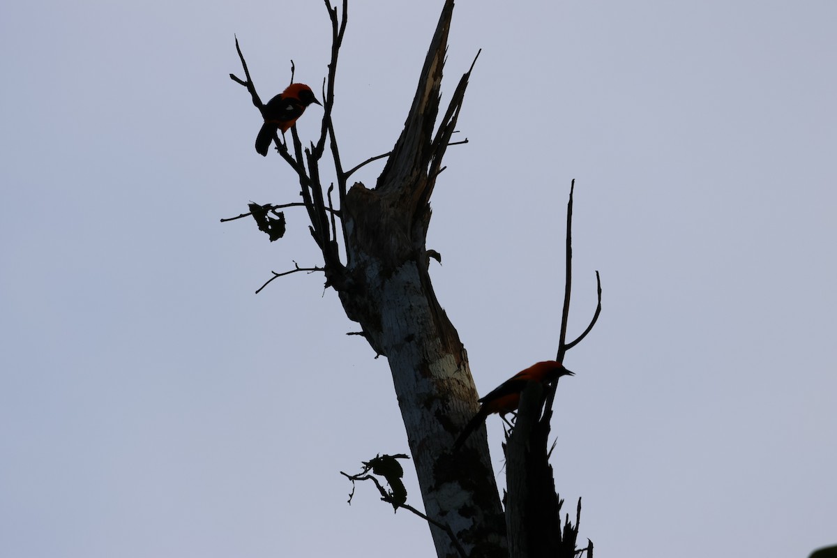 Orange-backed Troupial - ML560844811