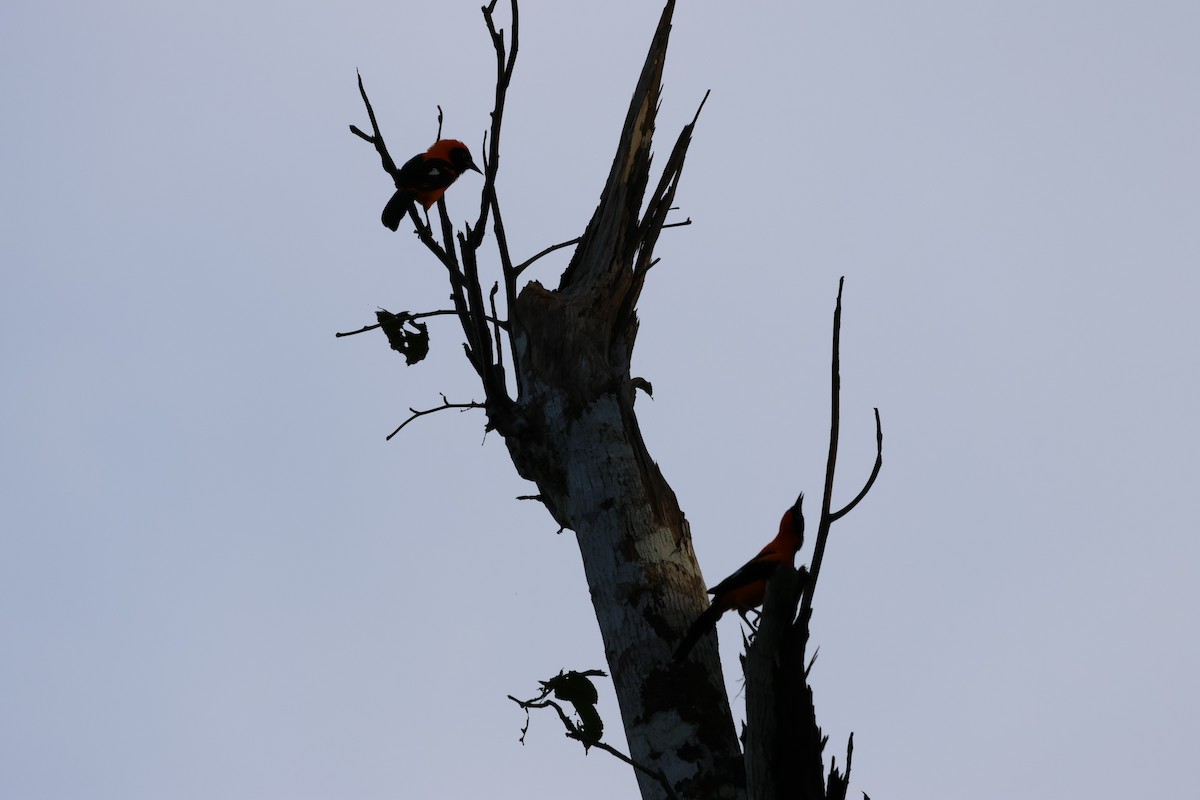 Orange-backed Troupial - ML560844821