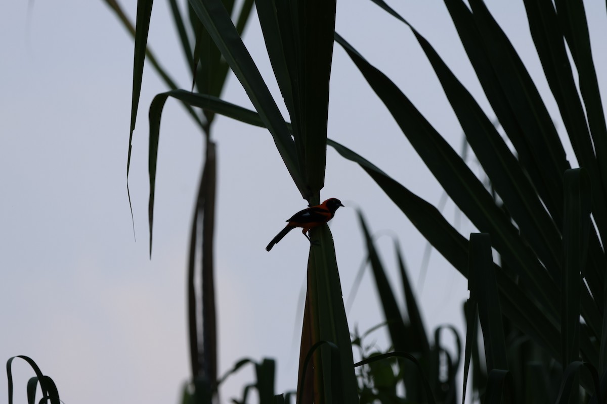 Orange-backed Troupial - ML560844831