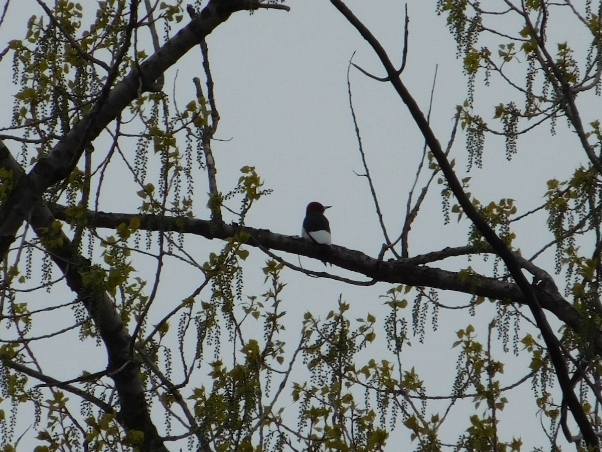 Red-headed Woodpecker - ML560845521