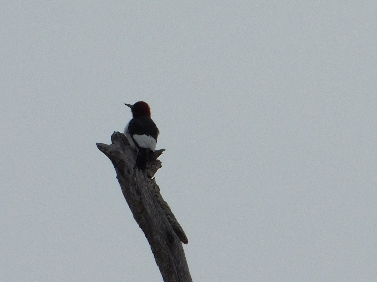 Red-headed Woodpecker - ML560845531