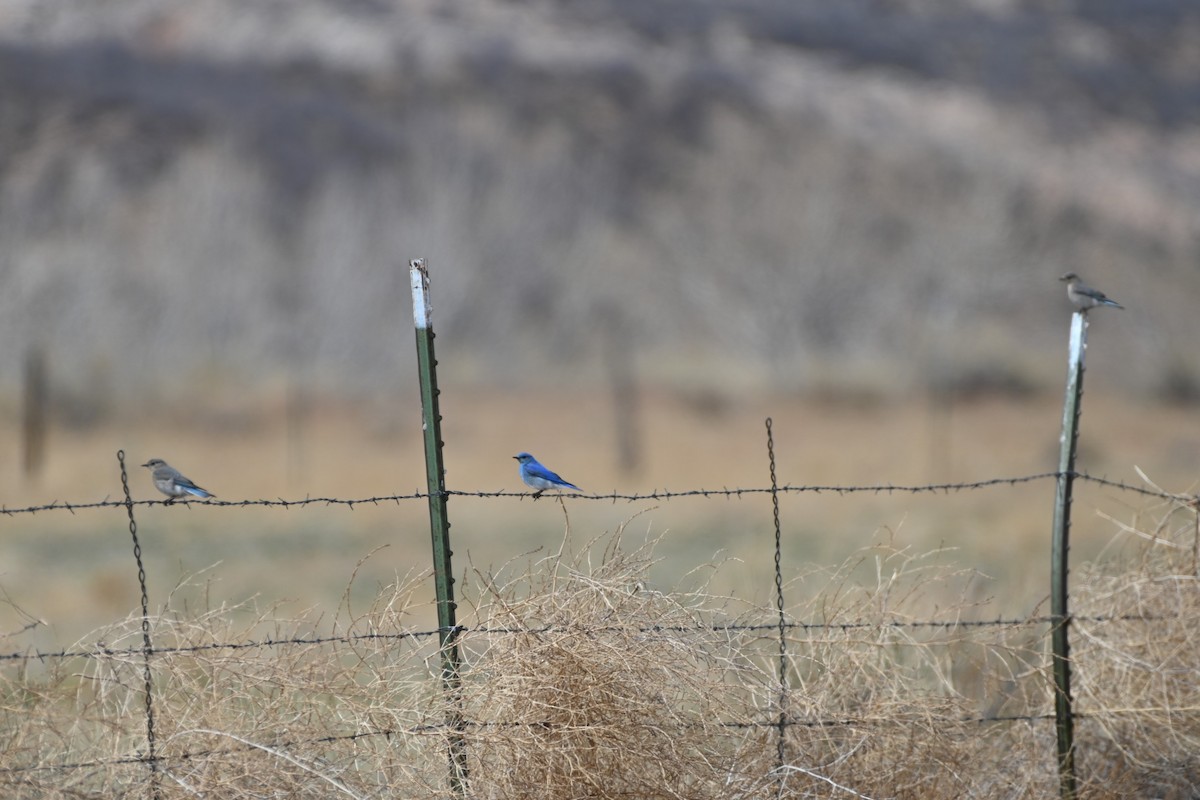 Mountain Bluebird - ML560845611