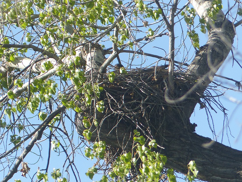 Common Black Hawk - ML560848711