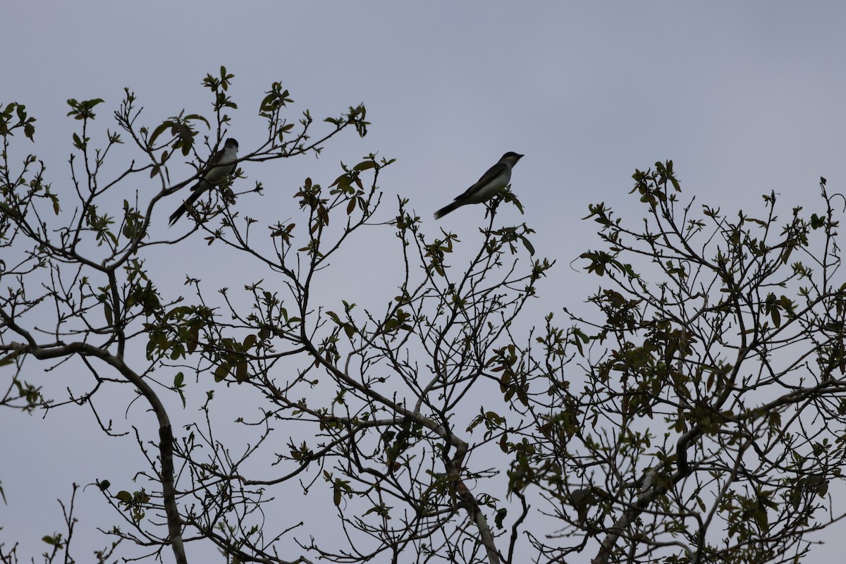 Eastern Kingbird - ML560848761