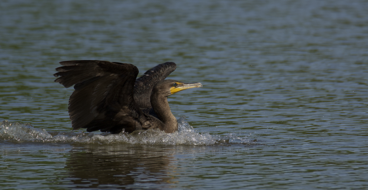 Double-crested Cormorant - ML560849871