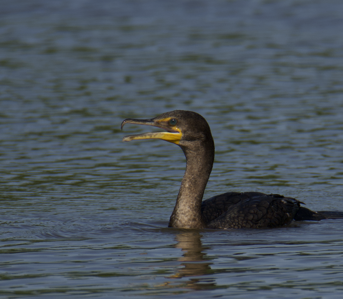 Double-crested Cormorant - ML560849881