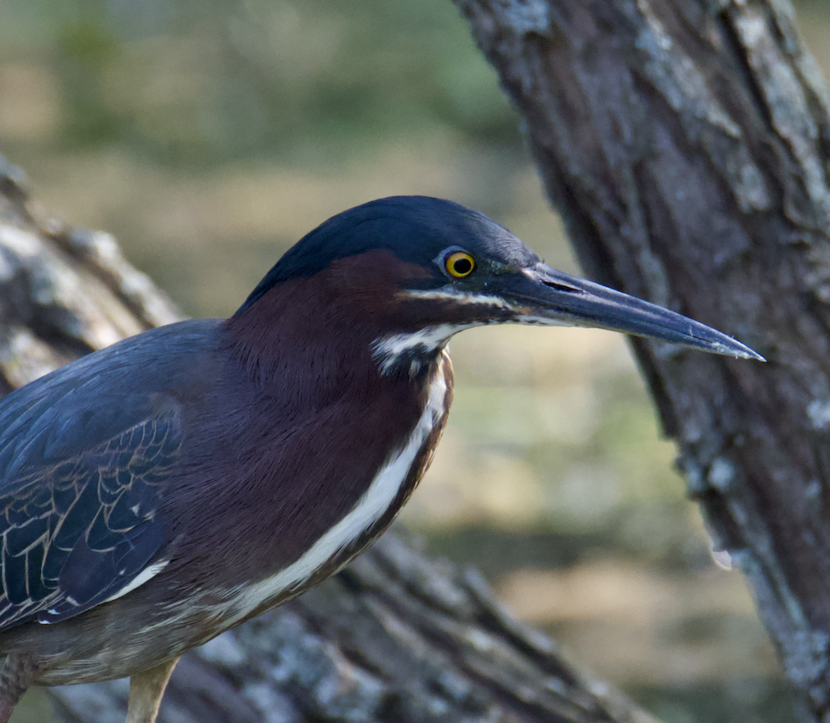 Green Heron - ML560850331