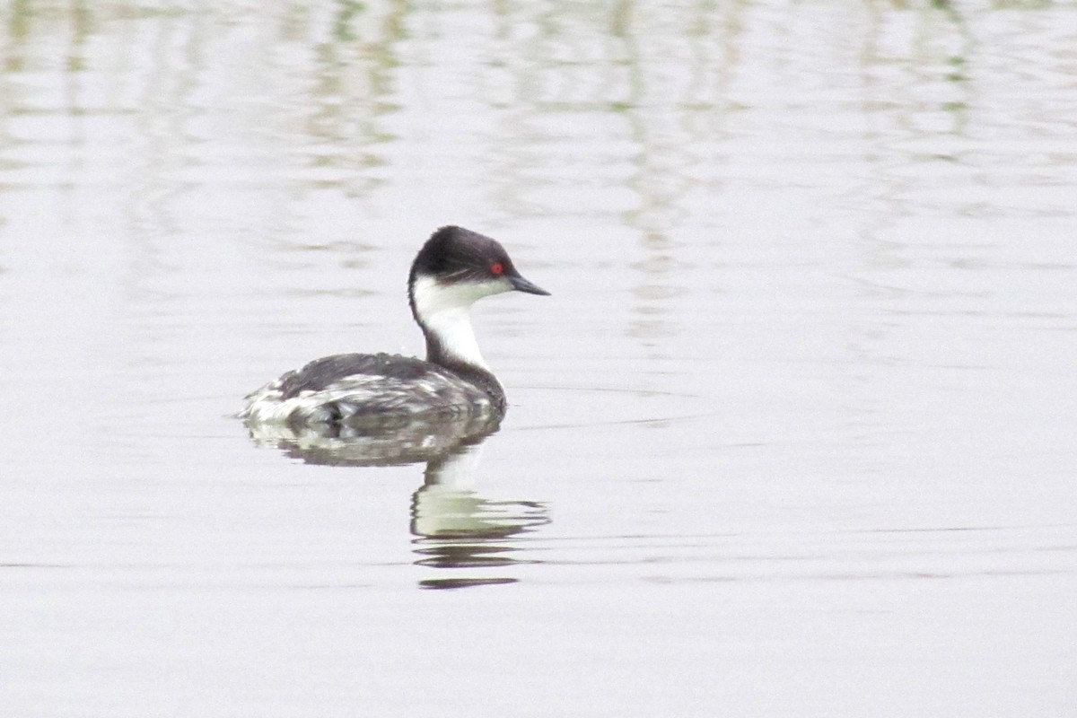 Silvery Grebe (Andean) - ML56085231