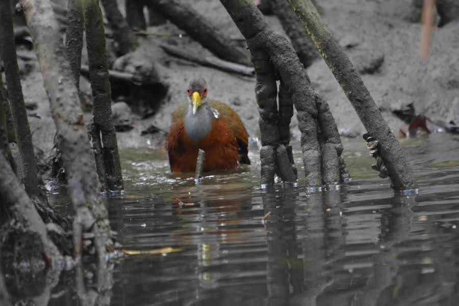 Gray-cowled Wood-Rail - ML560853731