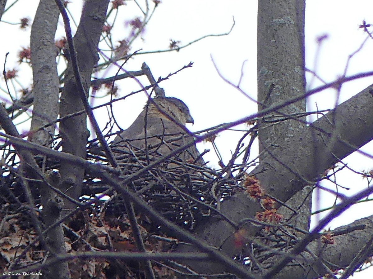 Cooper's Hawk - ML560854661