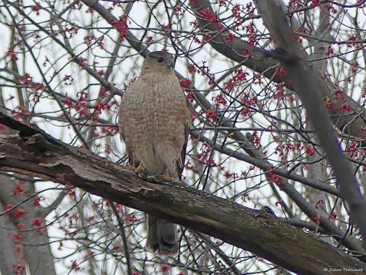 Cooper's Hawk - ML560854671