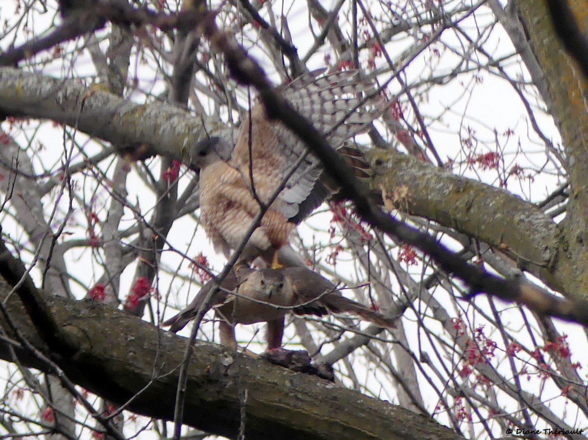 Cooper's Hawk - ML560854931