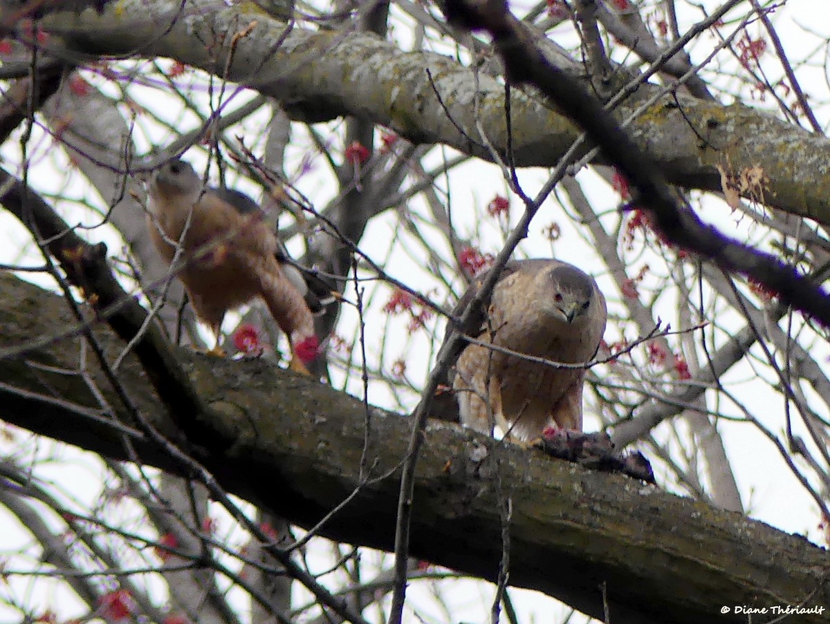 Cooper's Hawk - ML560854971