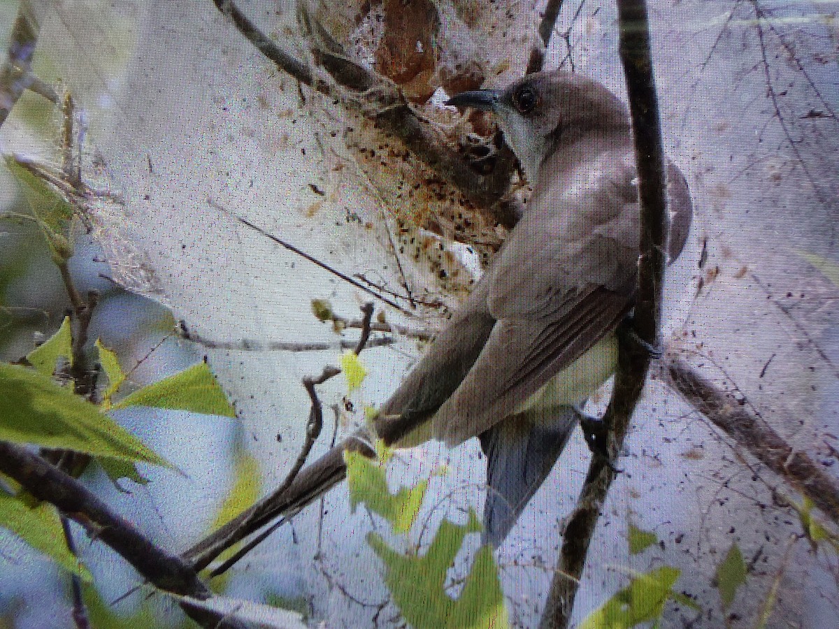 Black-billed Cuckoo - ML560856461