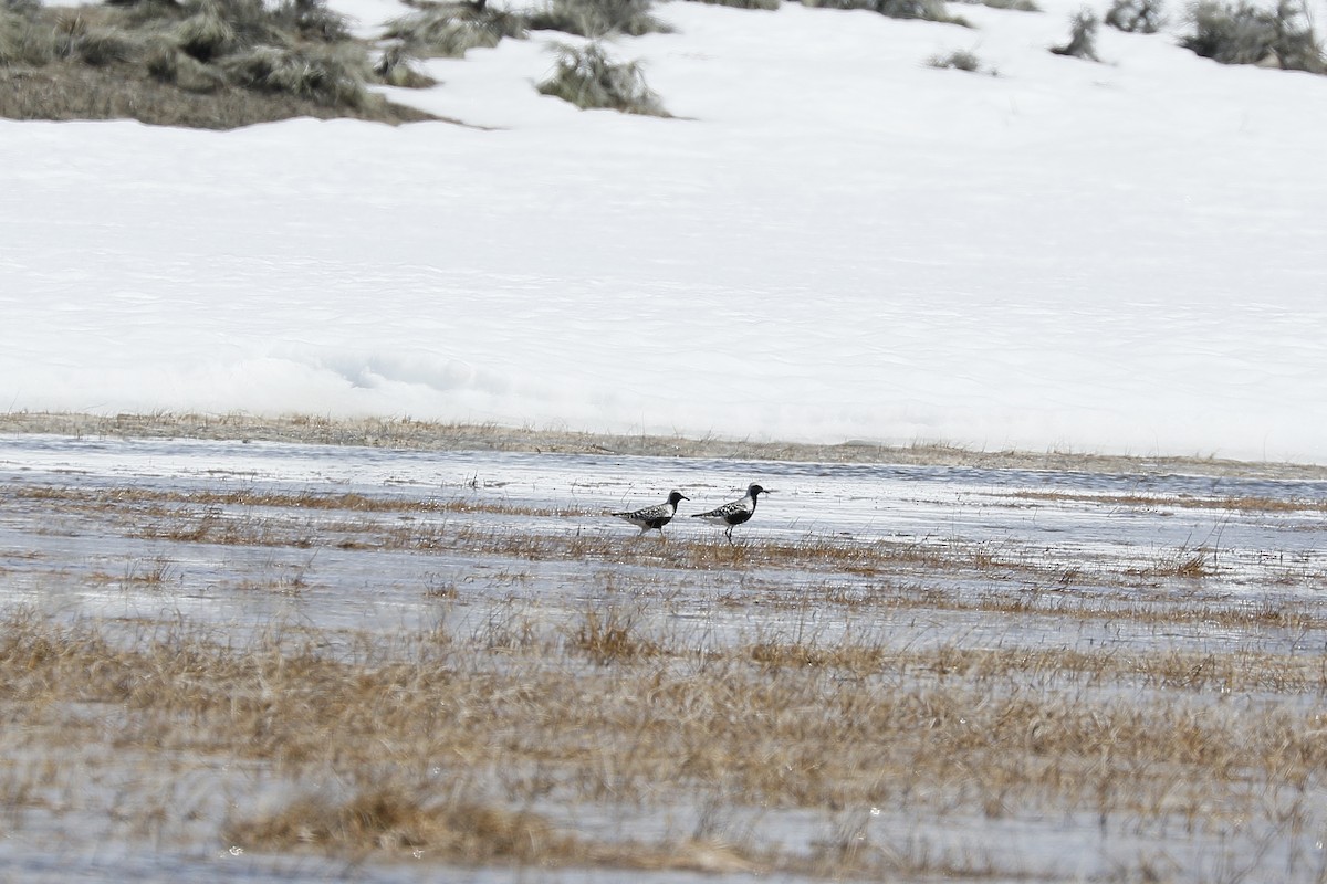 Black-bellied Plover - ML560858791
