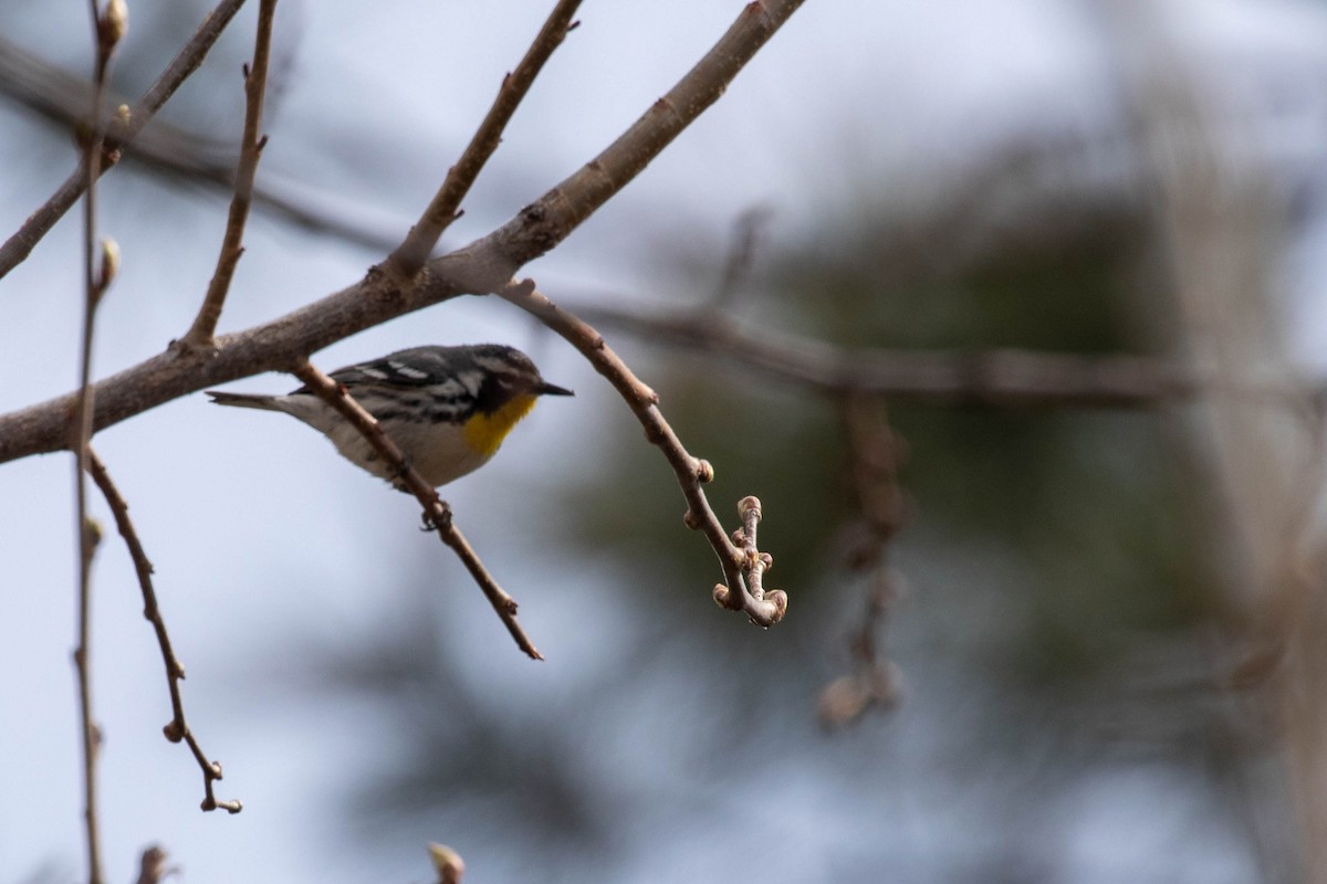 Yellow-throated Warbler - ML560859261