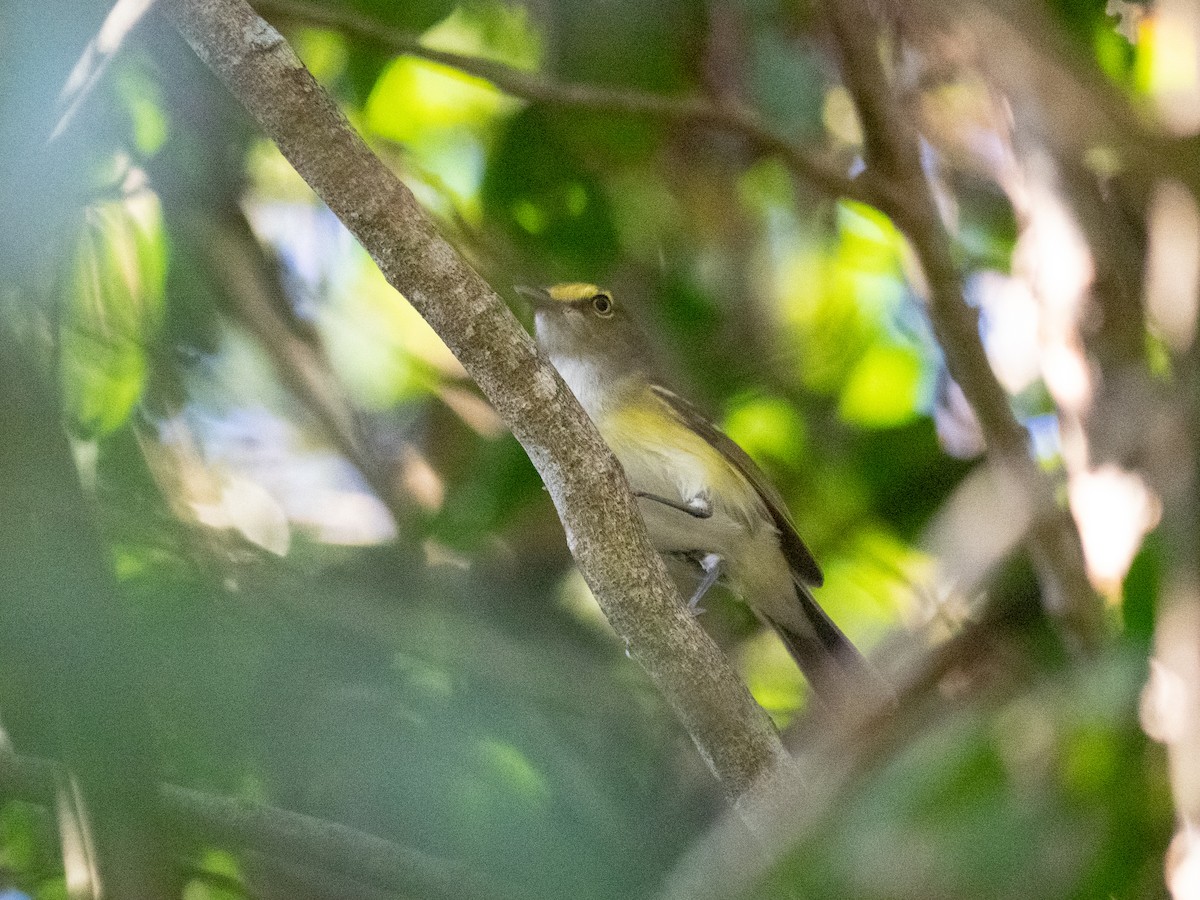 White-eyed Vireo - ML560859561