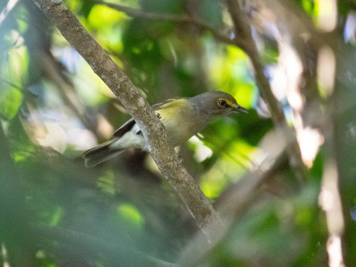 White-eyed Vireo - ML560859571