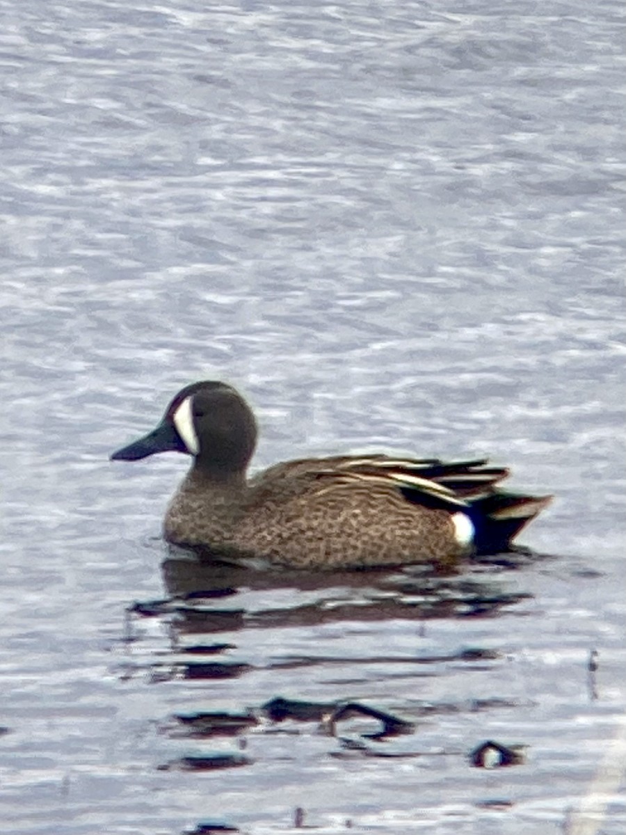Blue-winged Teal - ML560859611