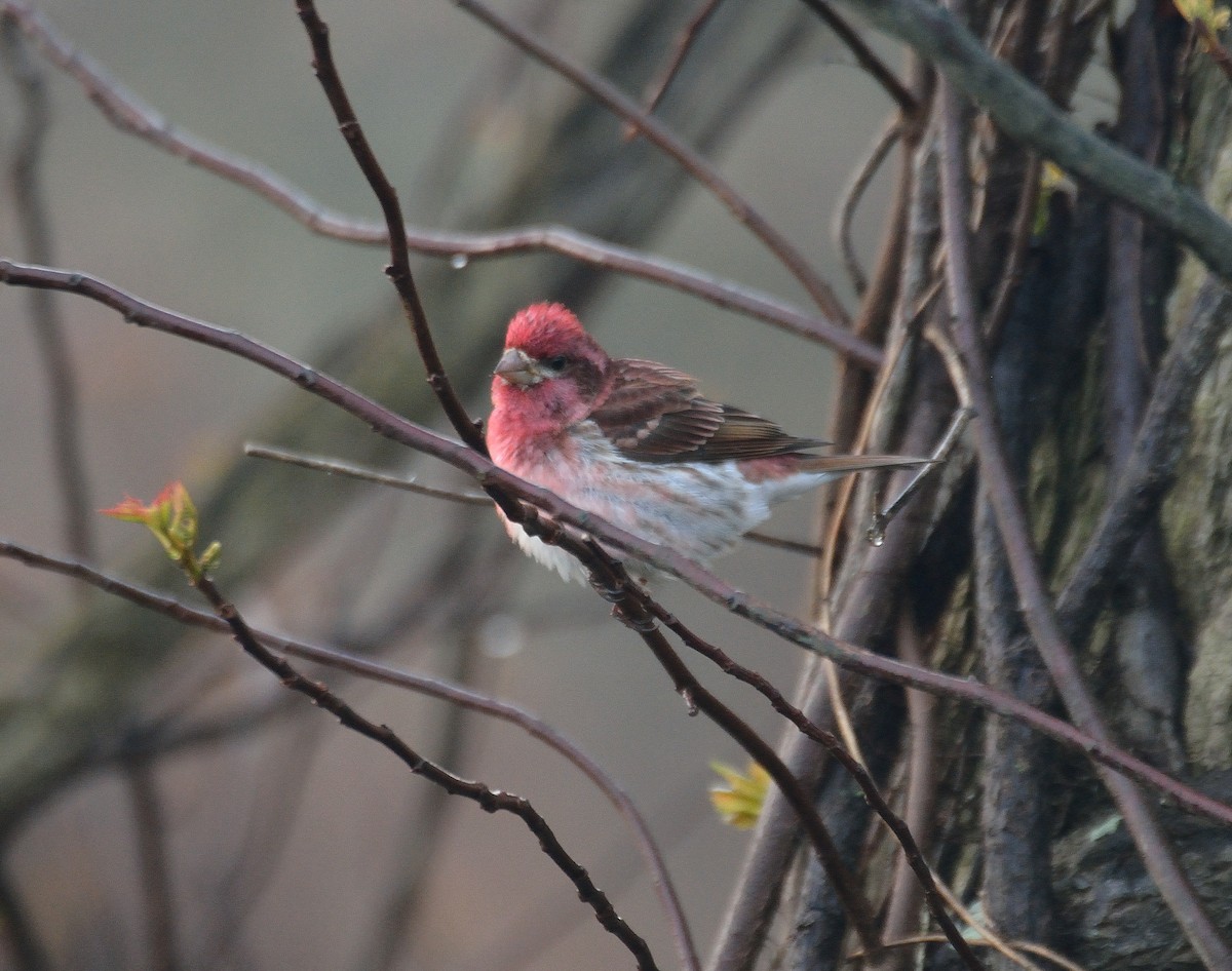 Purple Finch - ML56086281