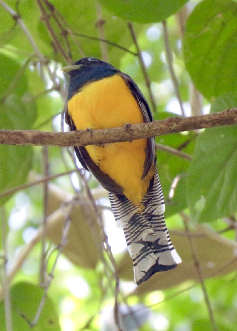 Gartered Trogon - ML560863421