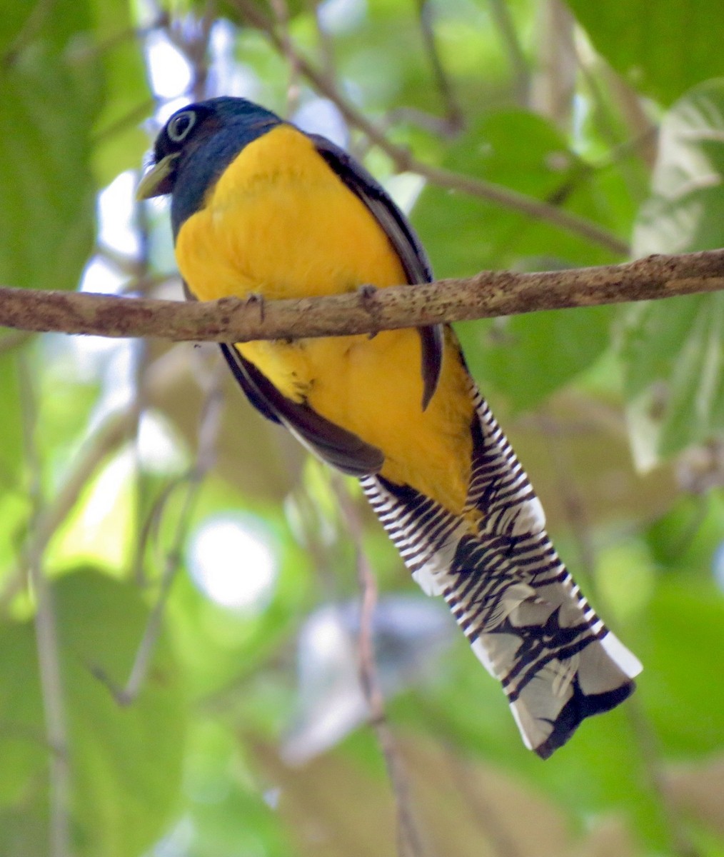 Gartered Trogon - ML560863441