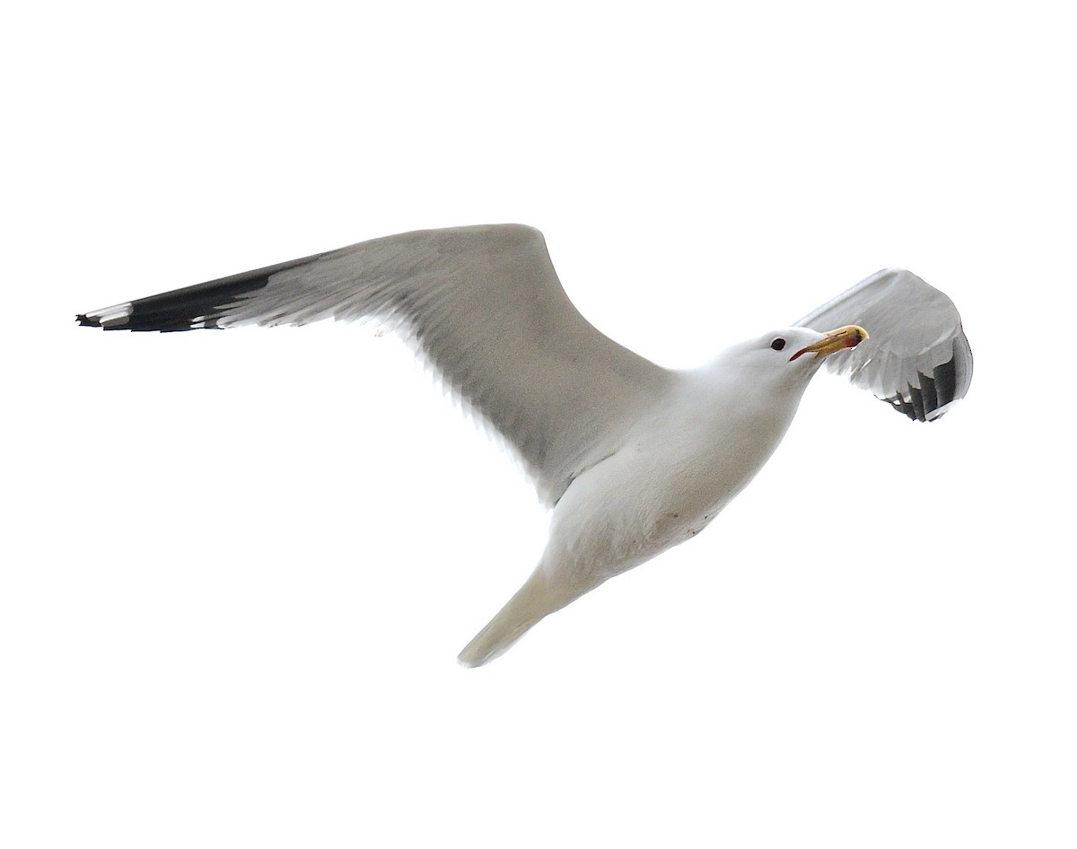 California Gull - ML560863701