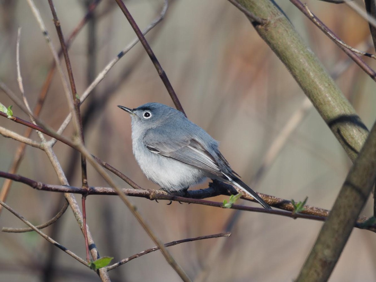 Blue-gray Gnatcatcher - ML560864661