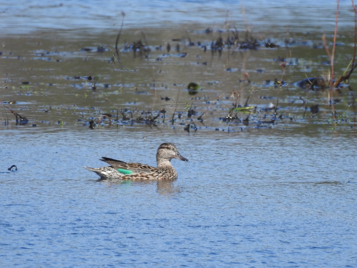 Green-winged Teal - ML560865901