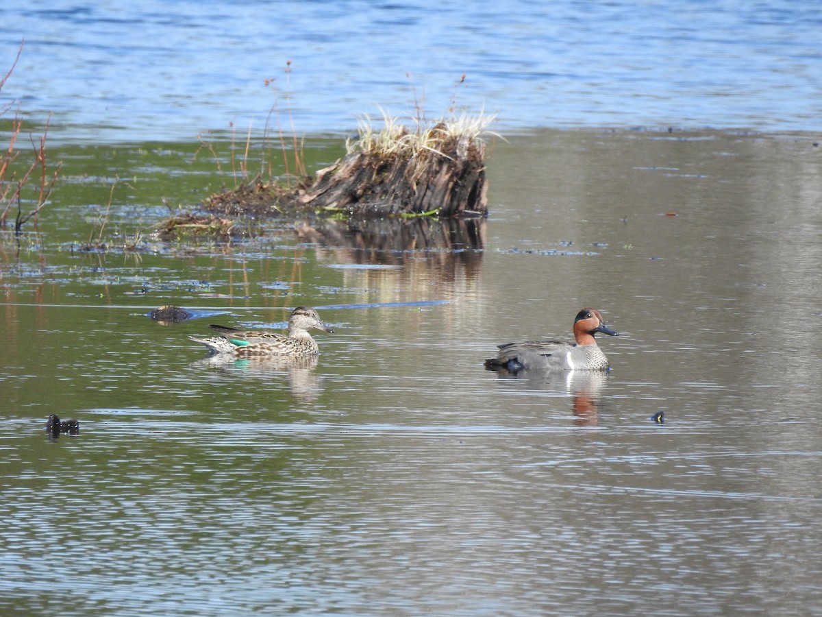 Green-winged Teal - ML560865921