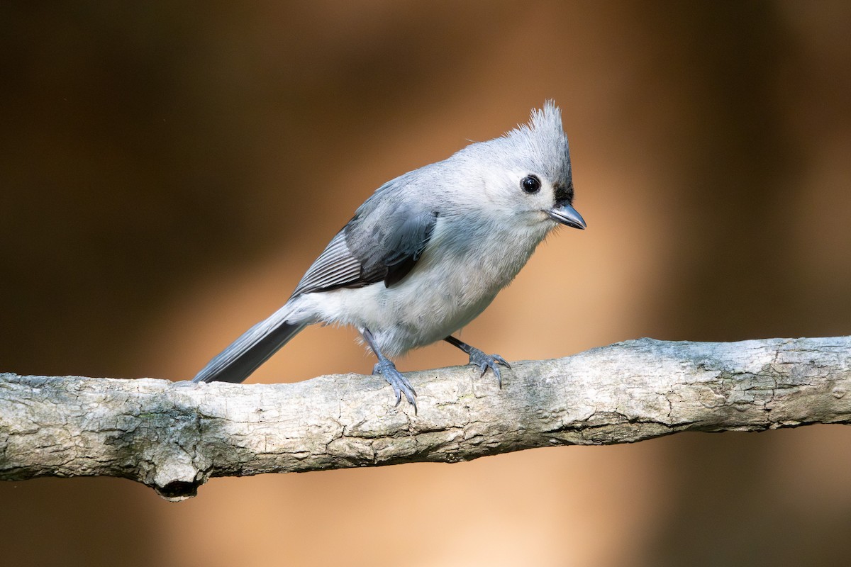 Tufted Titmouse - ML560867151