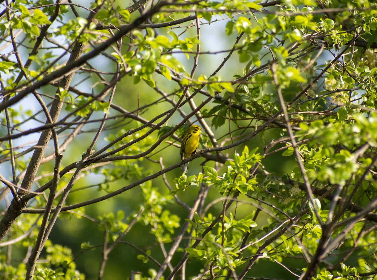 Prairie Warbler - ML560867501