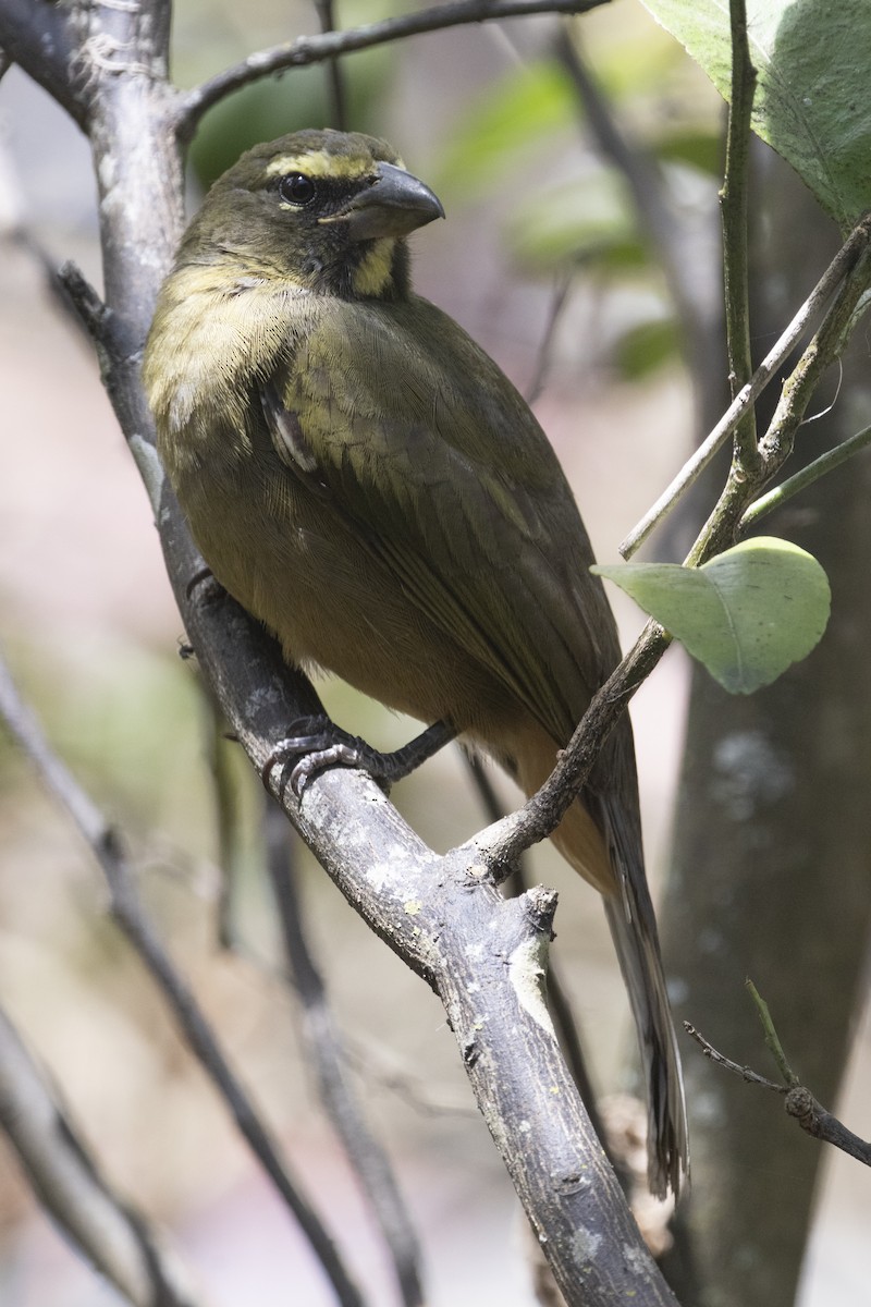 Cinnamon-bellied Saltator - ML560869111