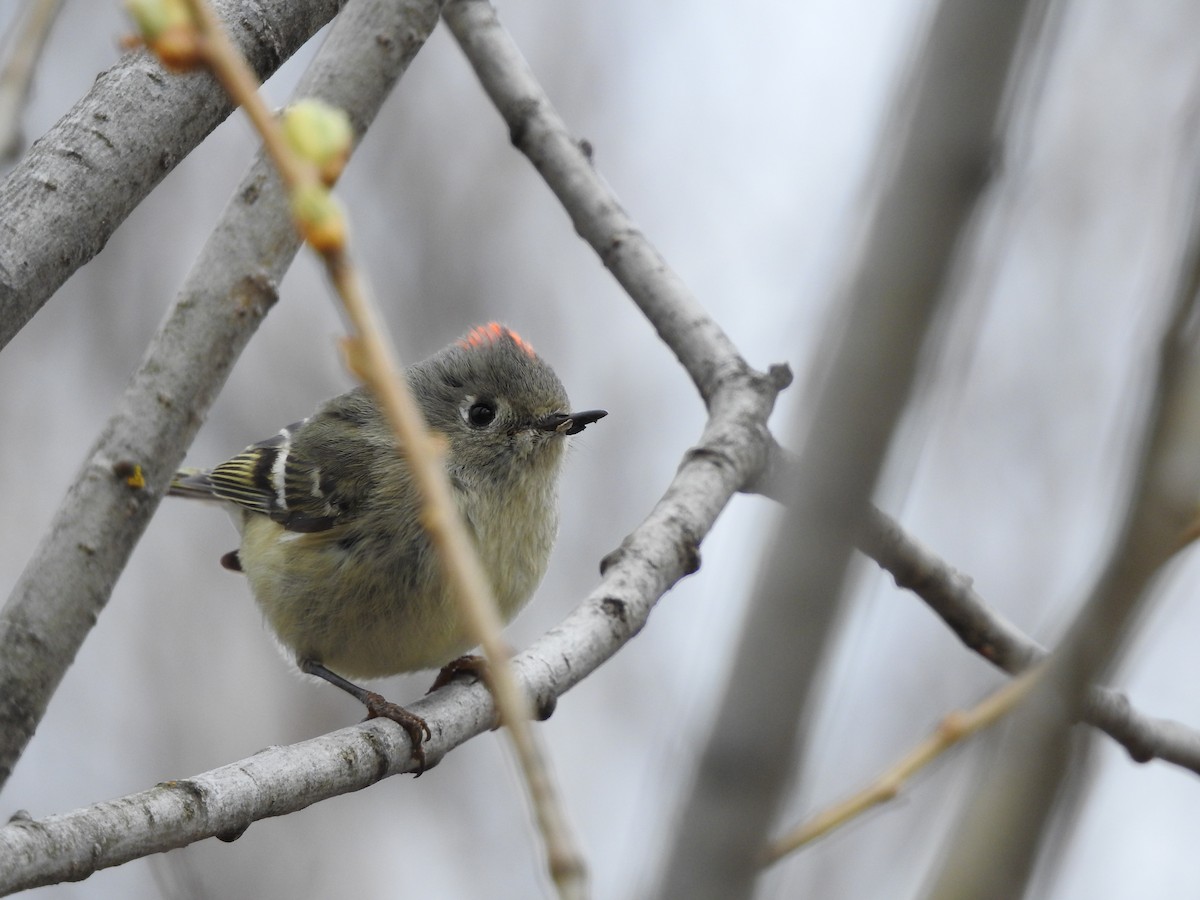 Ruby-crowned Kinglet - ML560871341