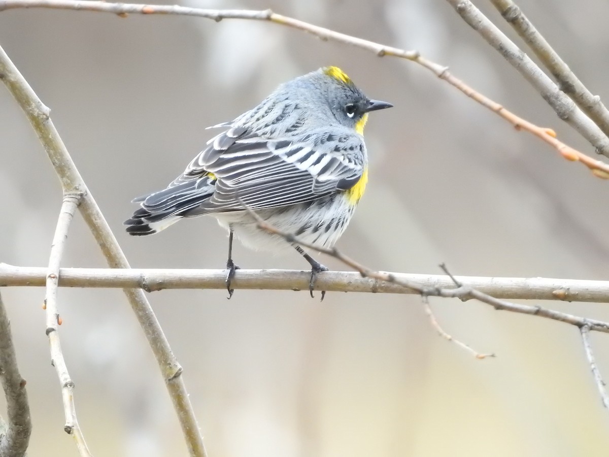 Yellow-rumped Warbler - ML560871511