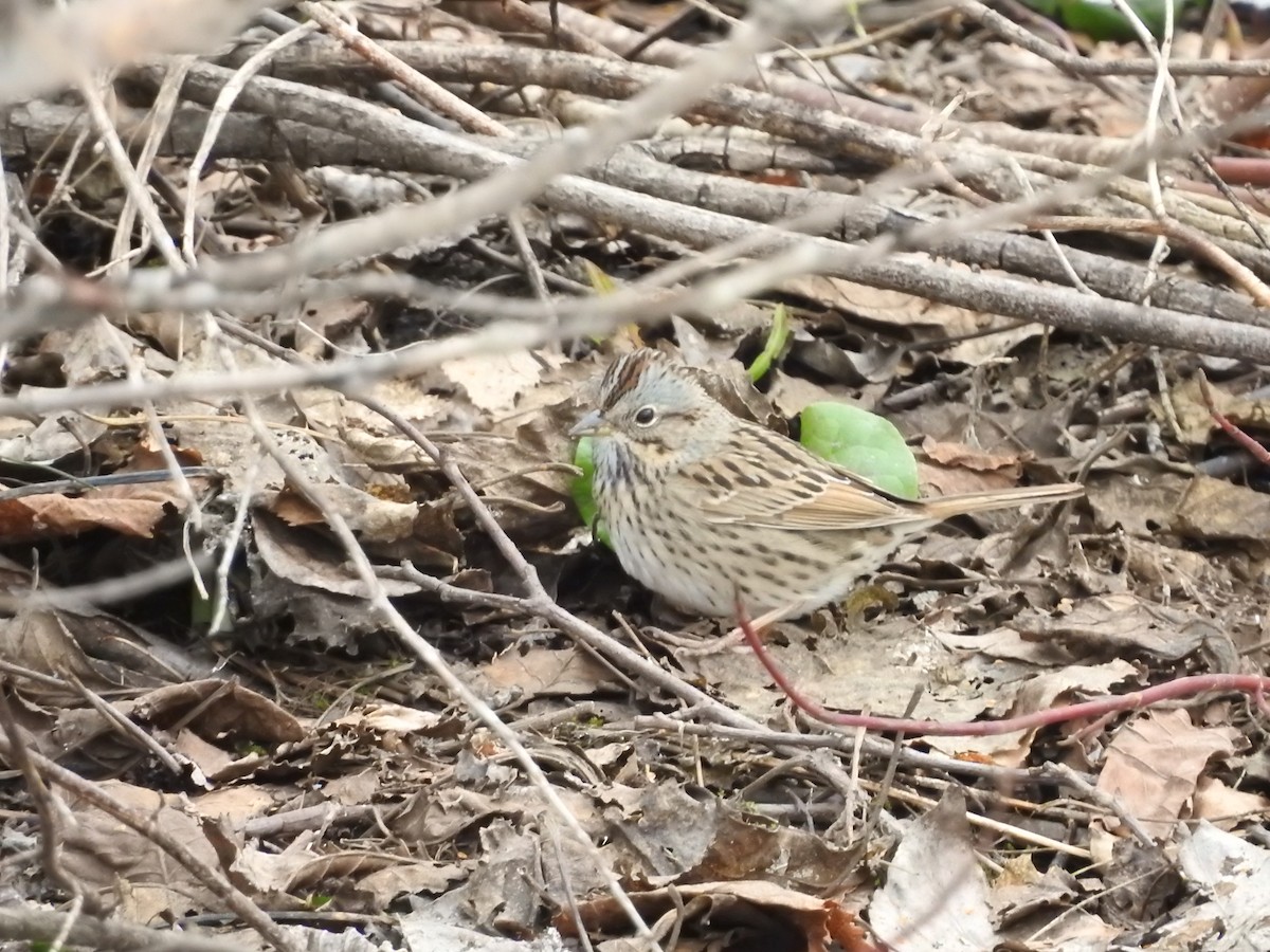 Lincoln's Sparrow - ML560871741