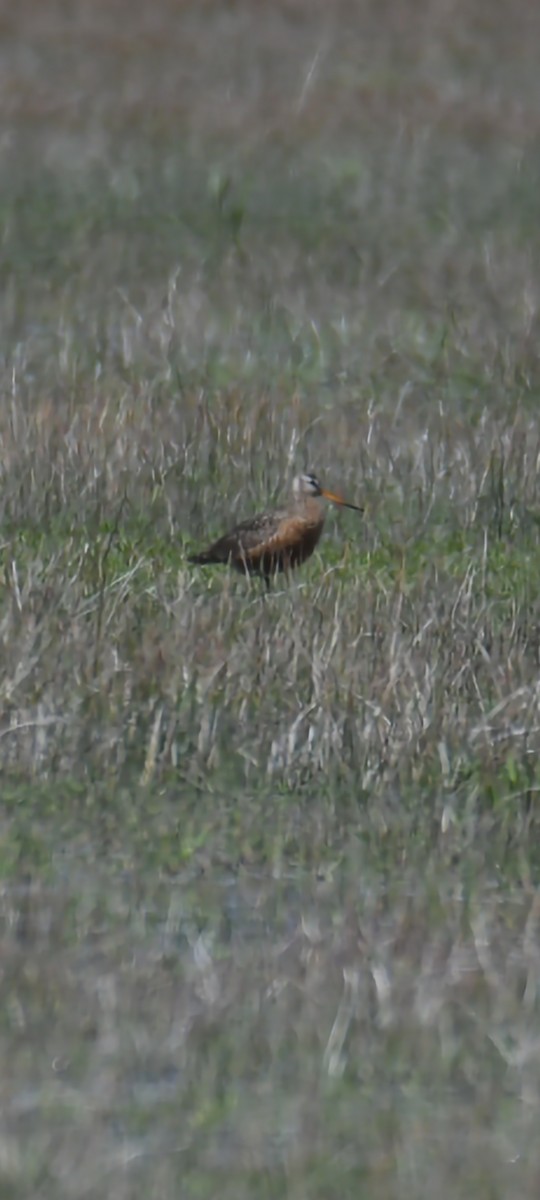 Hudsonian Godwit - ML560873201